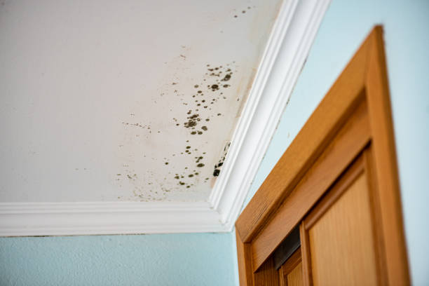 Best Mold Damage Repair  in Bear Creek, AL