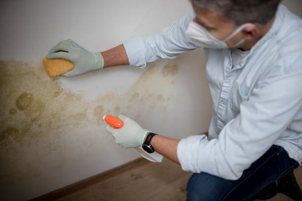 Best Residential Mold Removal  in Bear Creek, AL