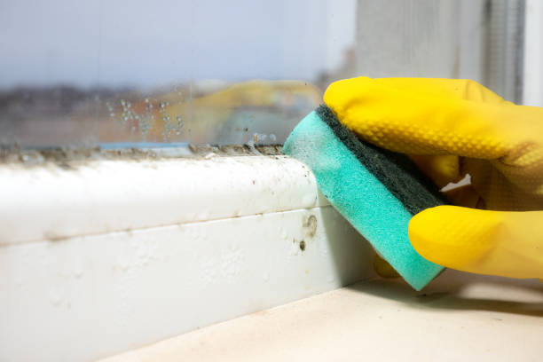 Best Office Mold Removal Services  in Bear Creek, AL