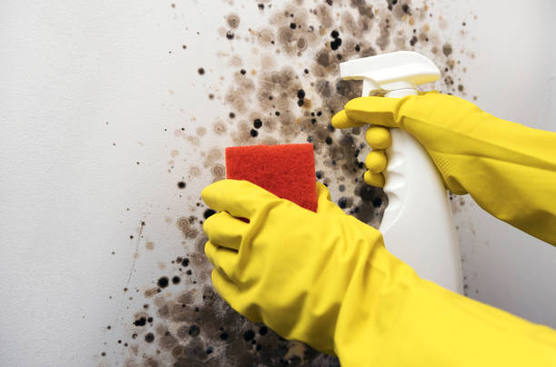 Best Crawl Space Mold Removal  in Bear Creek, AL