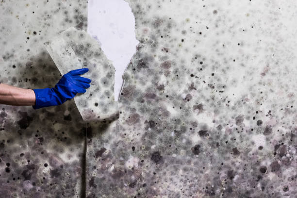 Best Commercial Mold Removal  in Bear Creek, AL